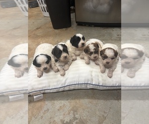 Havashu Puppy for sale in DOUGLASVILLE, GA, USA