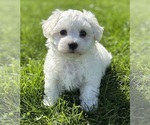 Small Photo #3 Morkie Puppy For Sale in ROCK STREAM, NY, USA