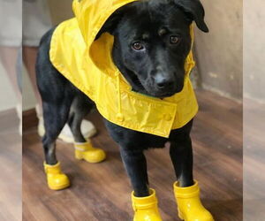 Female Black lab, black lab - Female Border Collie-Unknown Mix Dog for Adoption - Photo #5