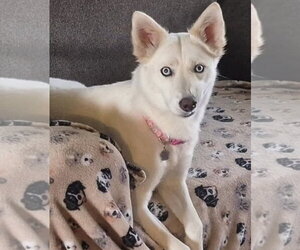 Siberian Husky-Unknown Mix Dogs for adoption in Omaha, NE, USA