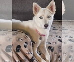 Small Siberian Husky Mix