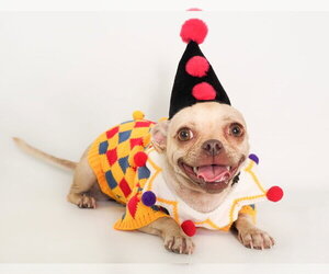Shaboozy - Female Chug Dog for Adoption - Photo #2