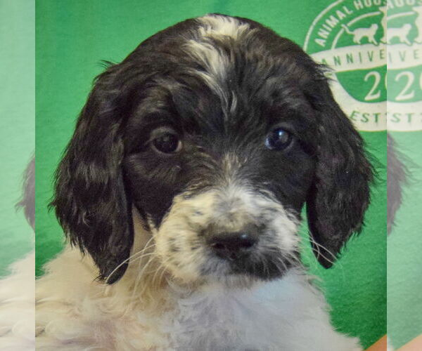 Medium Photo #5 Spaniel-Unknown Mix Puppy For Sale in Huntley, IL, USA