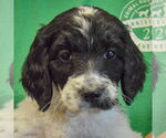 Small #4 Spaniel Mix