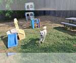 Small Photo #8 Saluki-Whippet Mix Puppy For Sale in Sebec, ME, USA