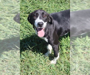 Fred - Male Labrador Retriever-Unknown Mix Dog for Adoption - Photo #9