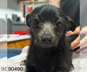 Rat Terrier-Unknown Mix Dogs for adoption in Chico, CA, USA