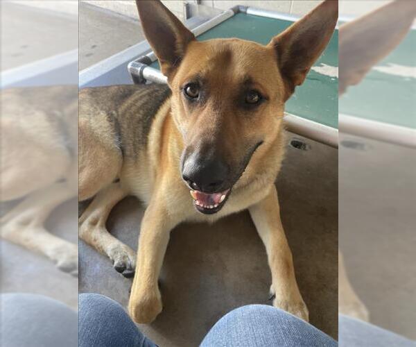 Medium Photo #3 German Shepherd Dog Puppy For Sale in Burbank, CA, USA