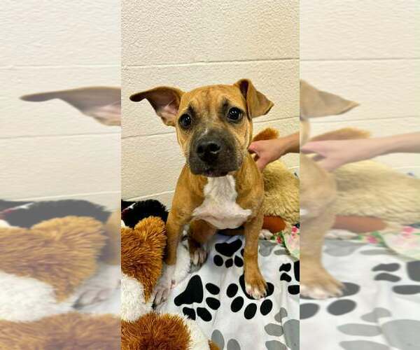Medium Photo #1 Mutt Puppy For Sale in Abbeville, LA, USA