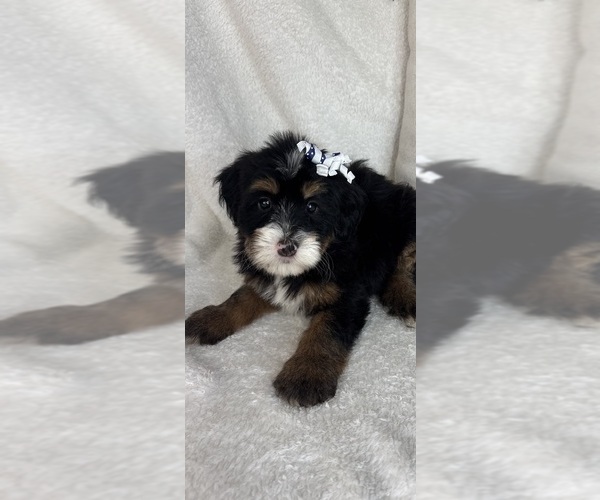Medium Photo #2 Bernedoodle Puppy For Sale in GREENFIELD, IN, USA