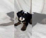 Small #1 Bernedoodle