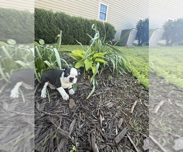 Medium Photo #10 Boston Terrier Puppy For Sale in FREDONIA, KS, USA