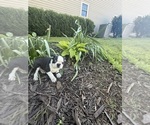 Small #9 Boston Terrier