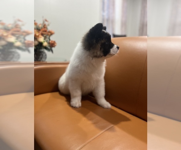 Medium Photo #2 Akita Puppy For Sale in SOMERSET, NJ, USA