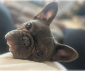 Mother of the French Bulldog puppies born on 11/04/2025