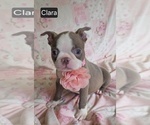 Small #5 Boston Terrier