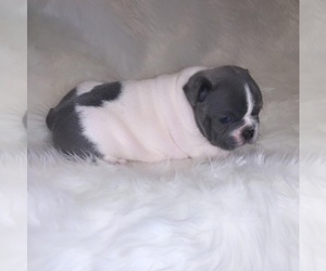 French Bulldog Puppy for sale in MORENO VALLEY, CA, USA