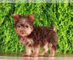 Small #3 Yorkshire Terrier