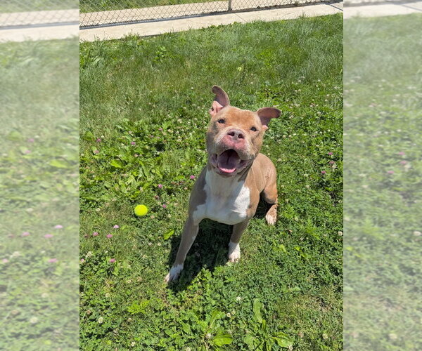 Medium Photo #2 American Staffordshire Terrier Puppy For Sale in Pierceton , IN, USA