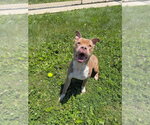 Small #1 American Staffordshire Terrier