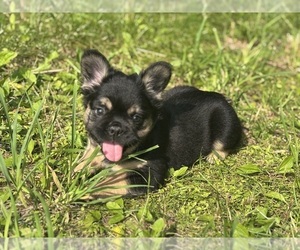 French Bulldog Puppy for sale in NEWTON, NJ, USA