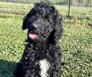 Goldendoodle mix (+ Poodle Standard) Puppy for sale in LA GRANGE, NC, USA