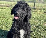 Small Goldendoodle mix (+ Poodle Standard)