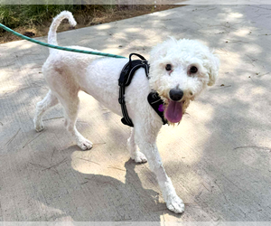 Maltese-Unknown Mix Dogs for adoption in Corona, CA, USA