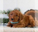 Small #3 Goldendoodle
