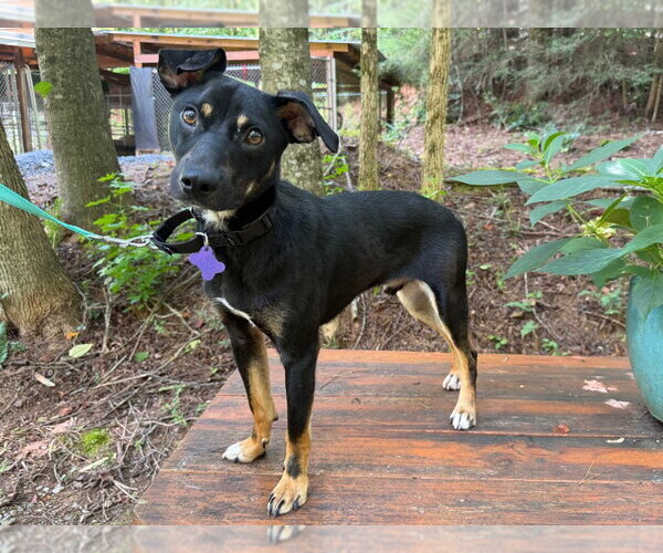 Medium Photo #3 Mutt Puppy For Sale in Ellijay, GA, USA