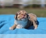 Image preview for Ad Listing. Nickname: Winnie