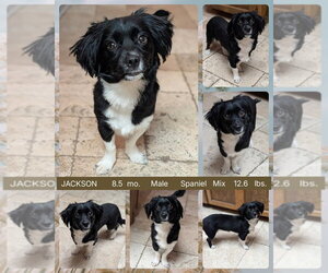 Colonial Cocker Spaniel-Unknown Mix Dogs for adoption in Mesa, AZ, USA
