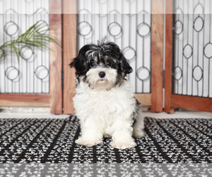 Maltipoo Puppy for sale in NAPLES, FL, USA