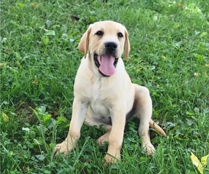 Labrador Retriever Puppy for sale in APPOMATTOX, VA, USA