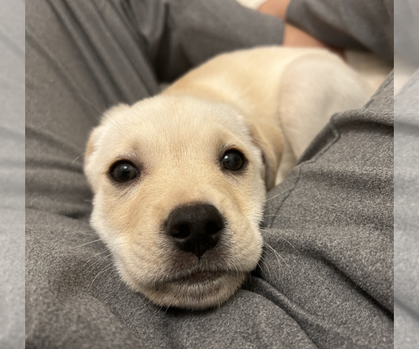 Medium Photo #8 Labrenees Puppy For Sale in Brooklyn, NY, USA