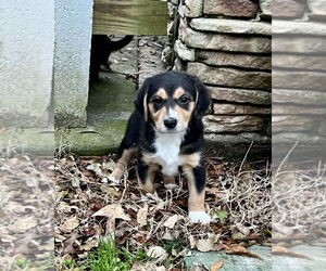 Doxle Dogs for adoption in Mooresville, NC, USA