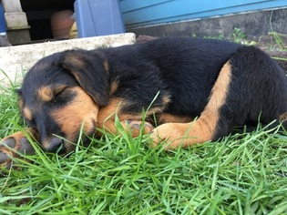 Airedale Terrier Puppy for sale in MUNITH, MI, USA
