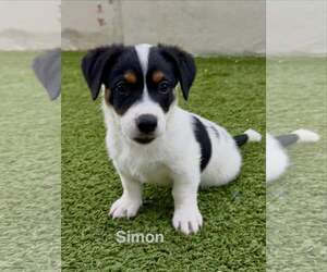 Australian Shepherd-Jack Russell Terrier Mix Dogs for adoption in Cave Creek, AZ, USA