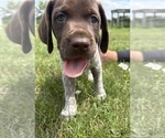 Small #4 German Shorthaired Pointer