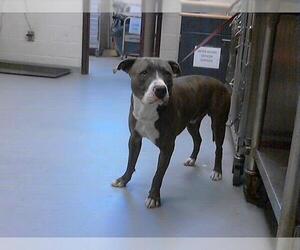 American Pit Bull Terrier Dogs for adoption in Fayetteville, NC, USA