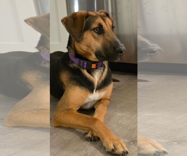 Medium Photo #13 Mutt Puppy For Sale in Rockaway, NJ, USA