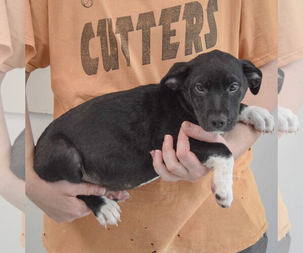 Medium Photo #2 Border Collie-Unknown Mix Puppy For Sale in Huntley, IL, USA