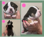 Small Photo #8 English Bulldog Puppy For Sale in EUGENE, OR, USA