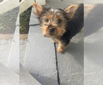 Small Photo #2 Yorkshire Terrier Puppy For Sale in RICHMOND, VA, USA