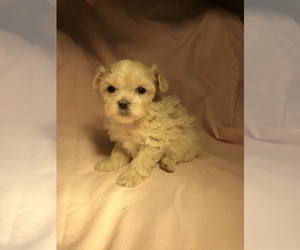 Maltipoo Puppy for sale in EPHRATA, WA, USA