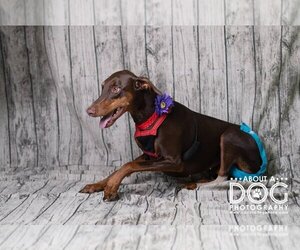 Reina - Forever Foster - Female Doberman Pinscher Dog for Adoption - Photo #4