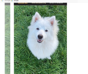 American Eskimo Dog Dogs for adoption in Pikesville, MD, USA