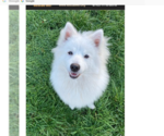Mishka of Alpharetta, Ga - Male American Eskimo Dog Dog for Adoption - Small photo
