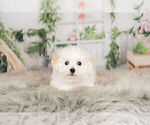 Small Photo #2 Cavachon Puppy For Sale in WARSAW, IN, USA