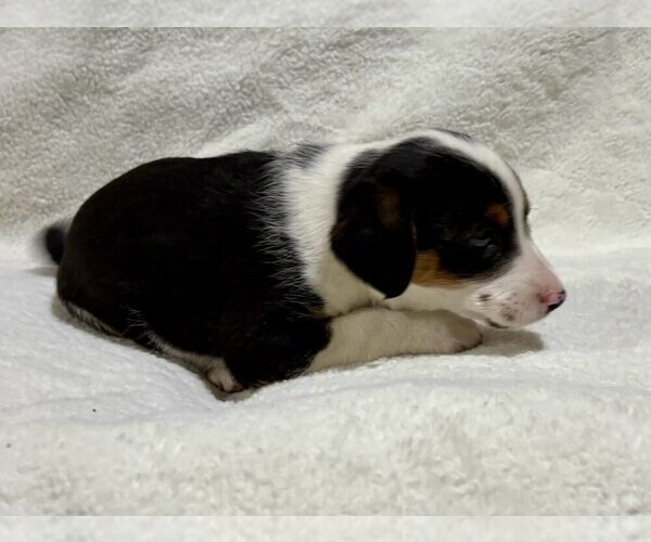 Medium Photo #8 Beagle Puppy For Sale in FAIR HAVEN, MI, USA